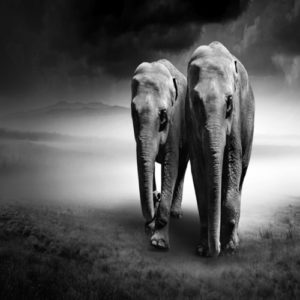 ELEPHANT <br/> By Cobra Art
