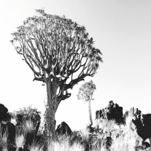 DESERT TREE <br/> By Cobra Art