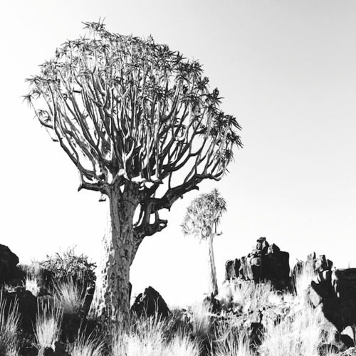 DESERT TREE <br/> By Cobra Art