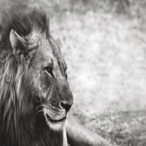 LION <br/> By Cobra Art