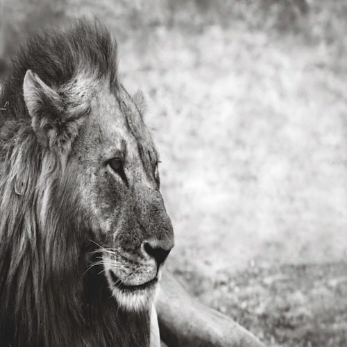 LION <br/> By Cobra Art