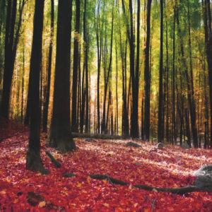 RED FOREST <br/> By Cobra Art