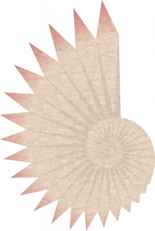 SEASHELL <br/> by Ferreira de Sá - Image 3
